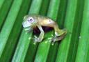 Glass Frog from Costa Rica