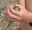 Frog evin closer