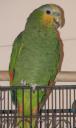 One of the parrots