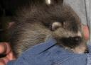 Baby Raccoon