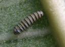 One of Nursery caterpillars