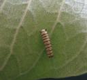 Monarch caterpillar one week old