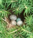 Bird nest picture taken by my grandpa