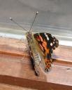 Painted Lady escape