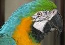 Macaw eating seeds