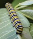 Monarch Caterpillar on milkweed leaf