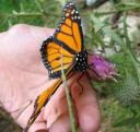 Letting one go on the Thistle bush