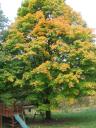 Pumpkin tree